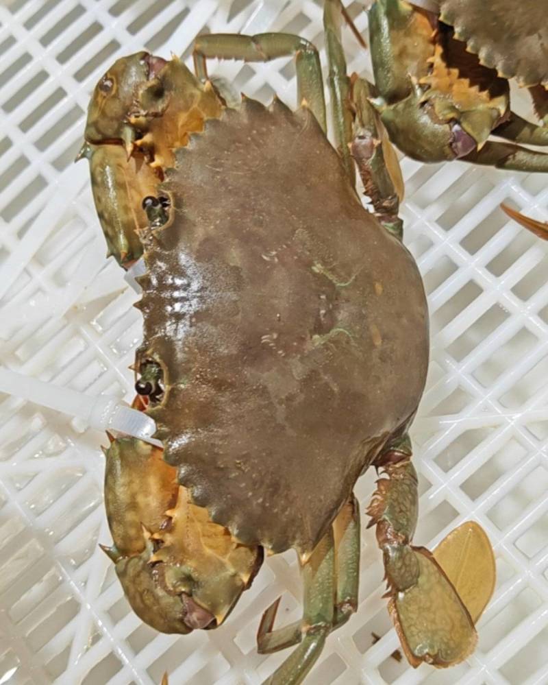三门县三门青蟹