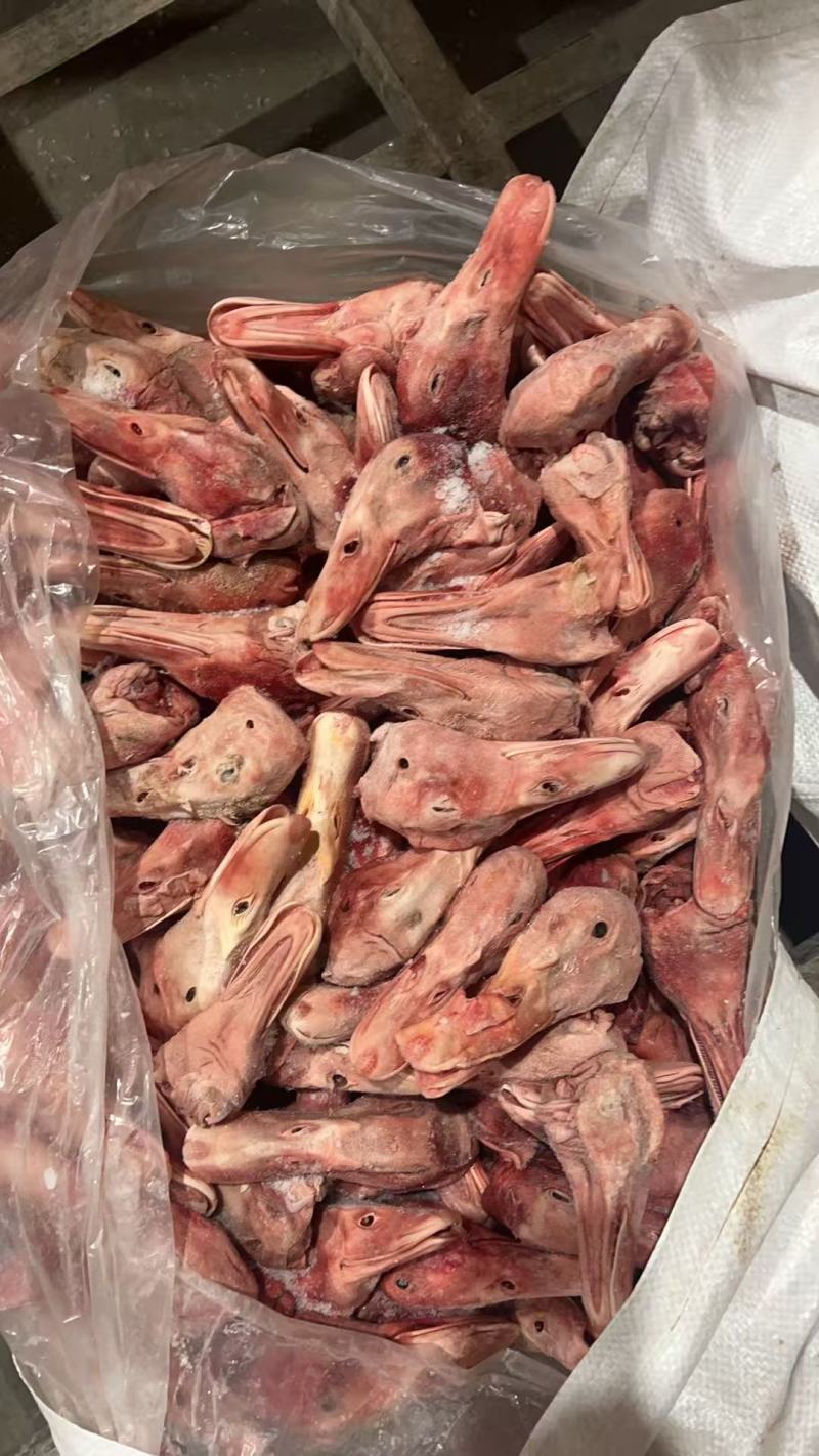 大板鸭头有货
