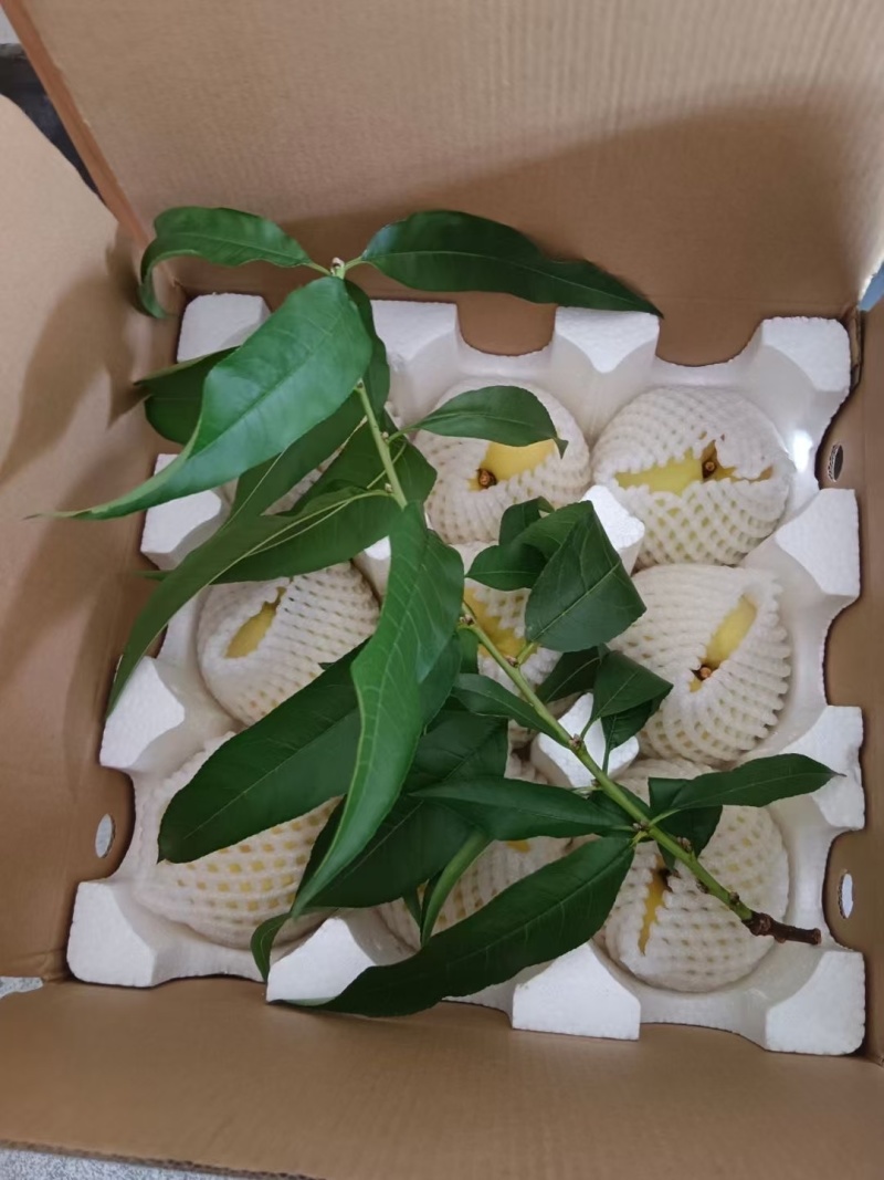 炎陵高山黄桃