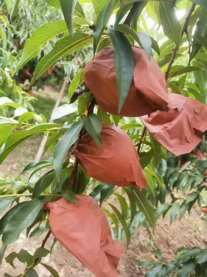 炎陵高山黄桃