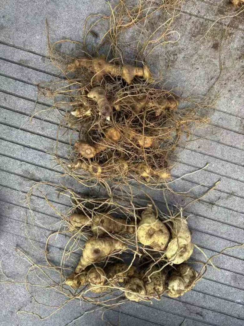 大别山野生黄精5年以上老黄精，精品货，适合制作九制黄精