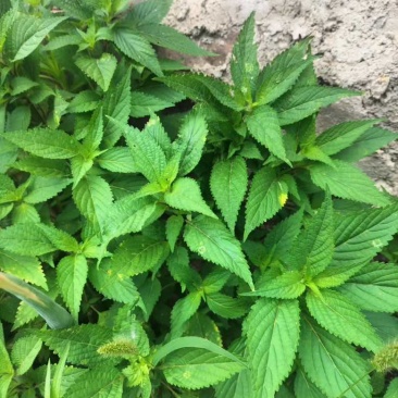 野苏子野薄荷。香薷