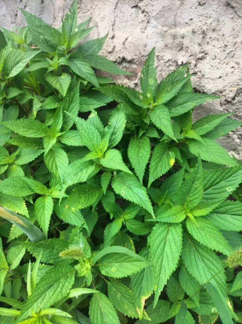 野苏子野薄荷。香薷
