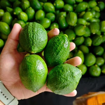 香水柠檬