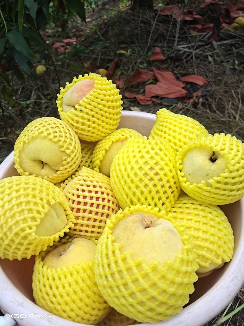黄桃