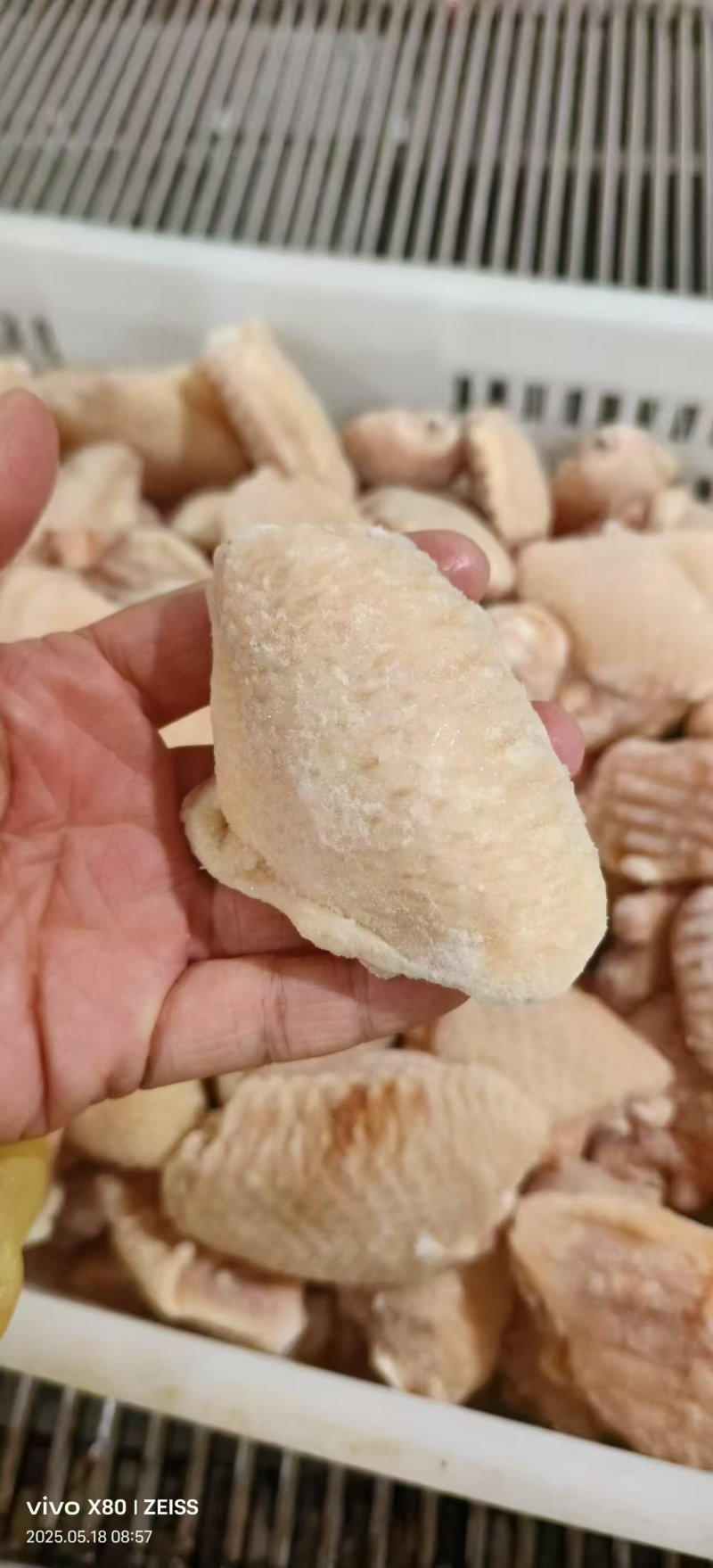 翅中纯干调理翅中水翅中各种规格