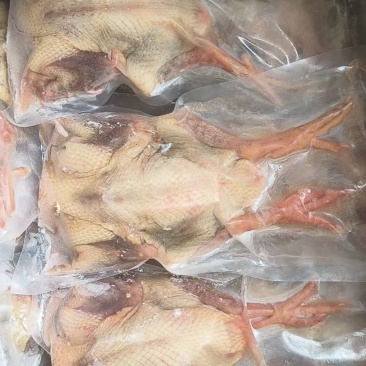 乳鸽鸽子净膛真空包装一级二级4-9两