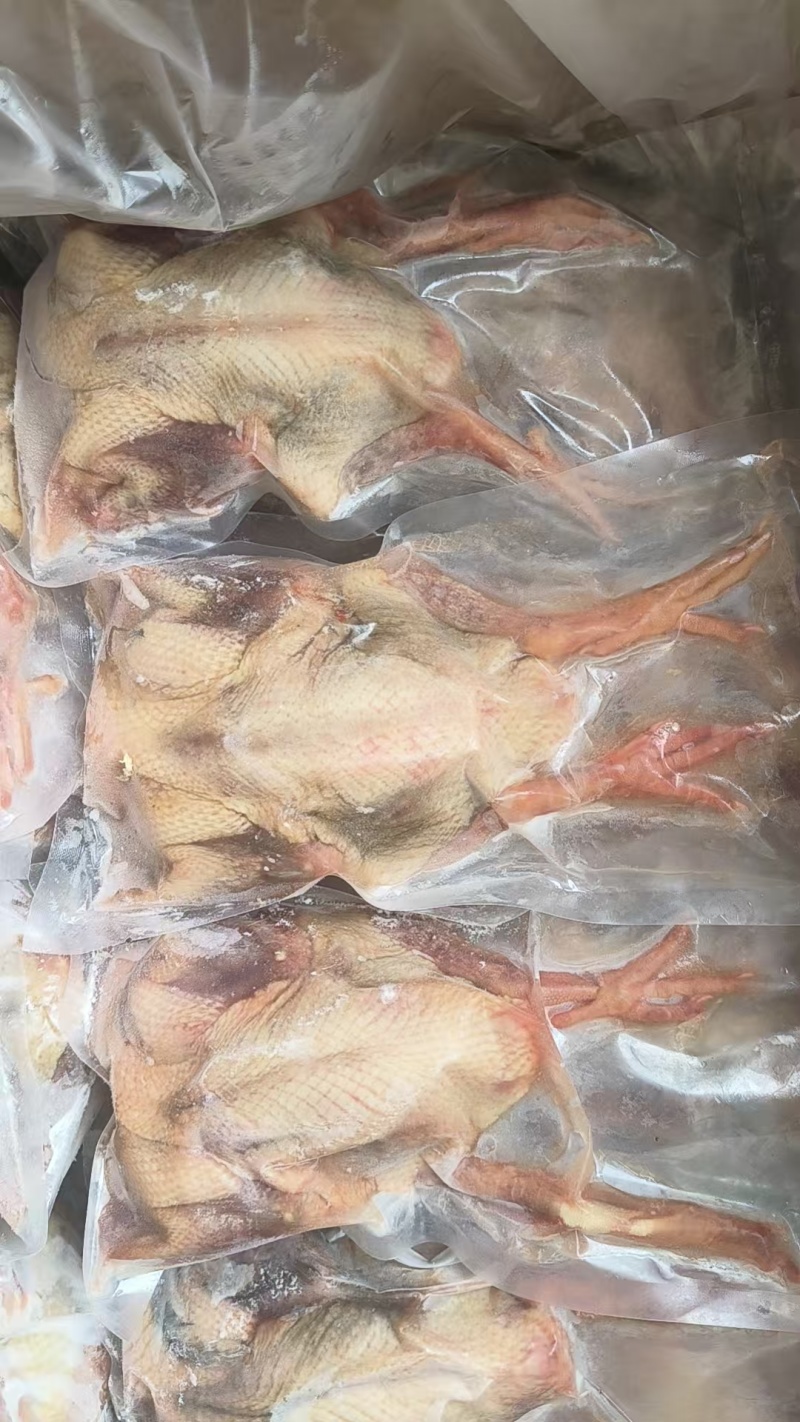 乳鸽鸽子净膛真空包装一级二级4-9两