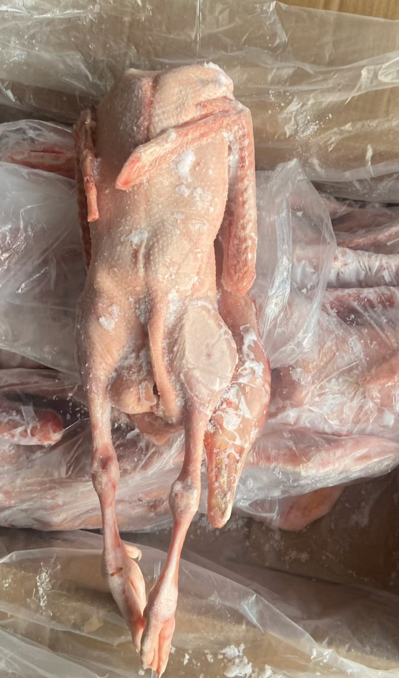 仔鹅中龄鹅老鹅一级二级两光鹅鹅副产品