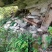 甘肃陇南高山土蜂蜜