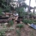 甘肃陇南高山土蜂蜜