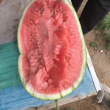 沙地大西瓜