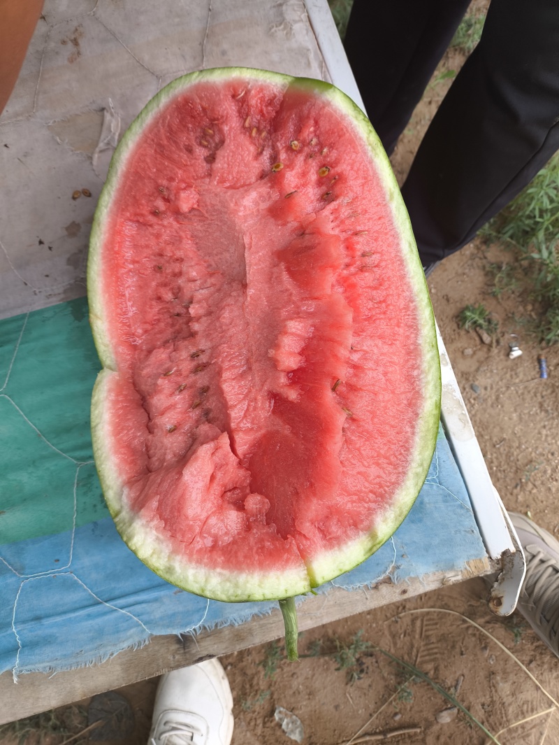 沙地大西瓜