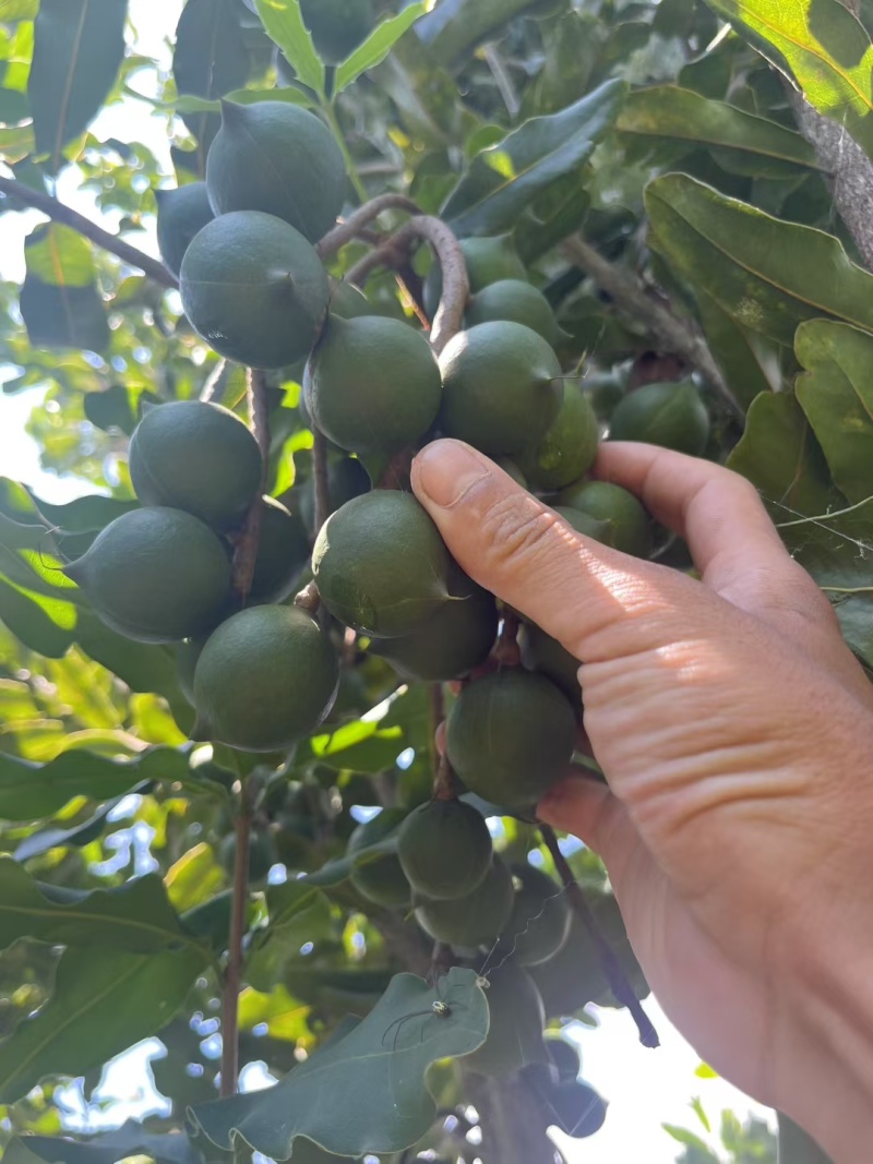 带皮夏威夷果大果粒。可按需求加工
