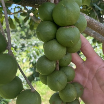 带皮夏威夷果大果粒。可按需求加工