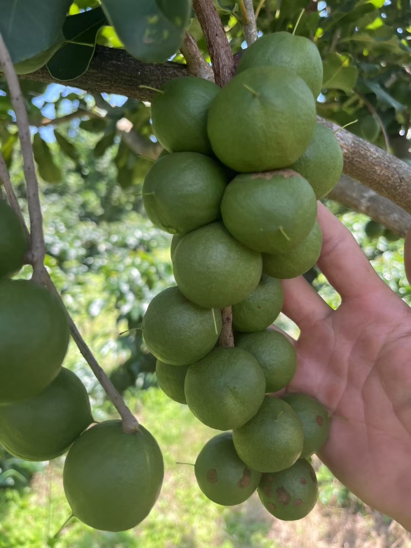 带皮夏威夷果大果粒。可按需求加工