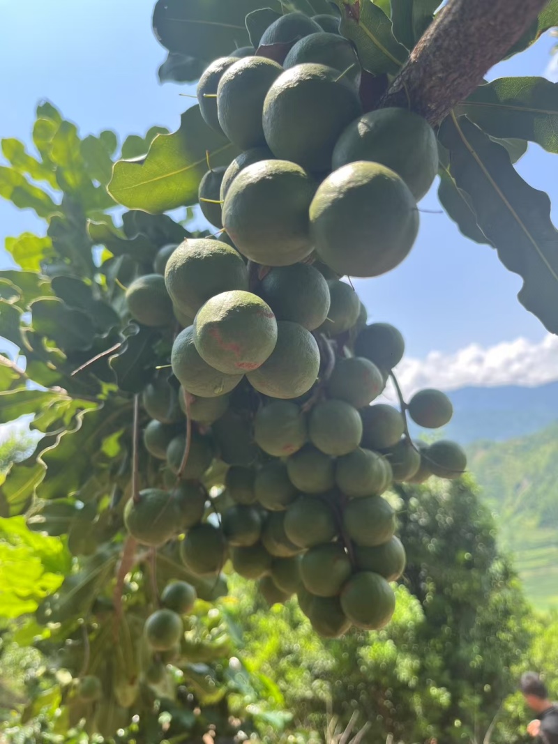 带皮夏威夷果大果粒。可按需求加工