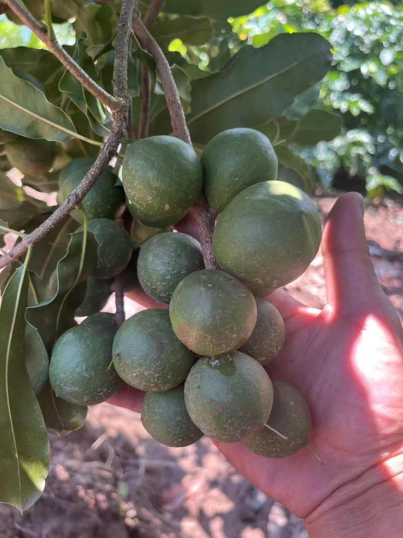 带皮夏威夷果大果粒。可按需求加工