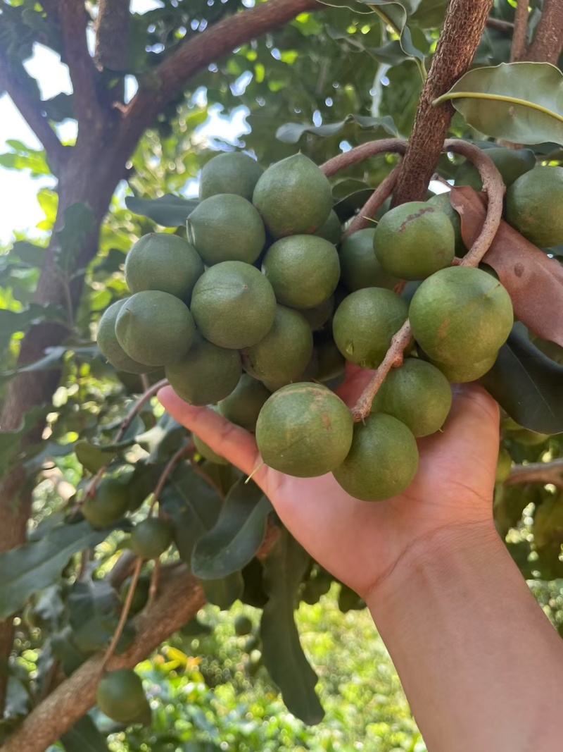 带皮夏威夷果大果粒。可按需求加工