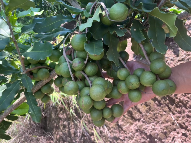 带皮夏威夷果大果粒。可按需求加工