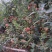甘肃省白银市靖远县山地冰糖心红富士苹果