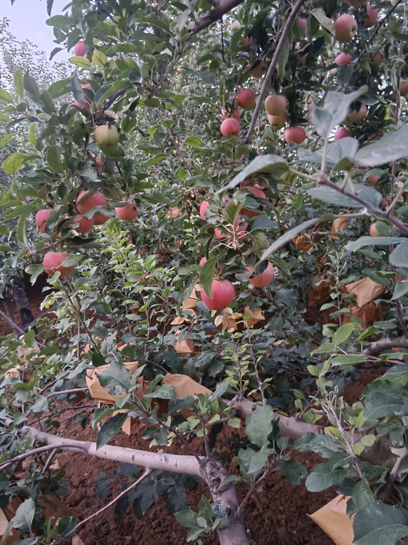 甘肃省白银市靖远县山地冰糖心红富士苹果