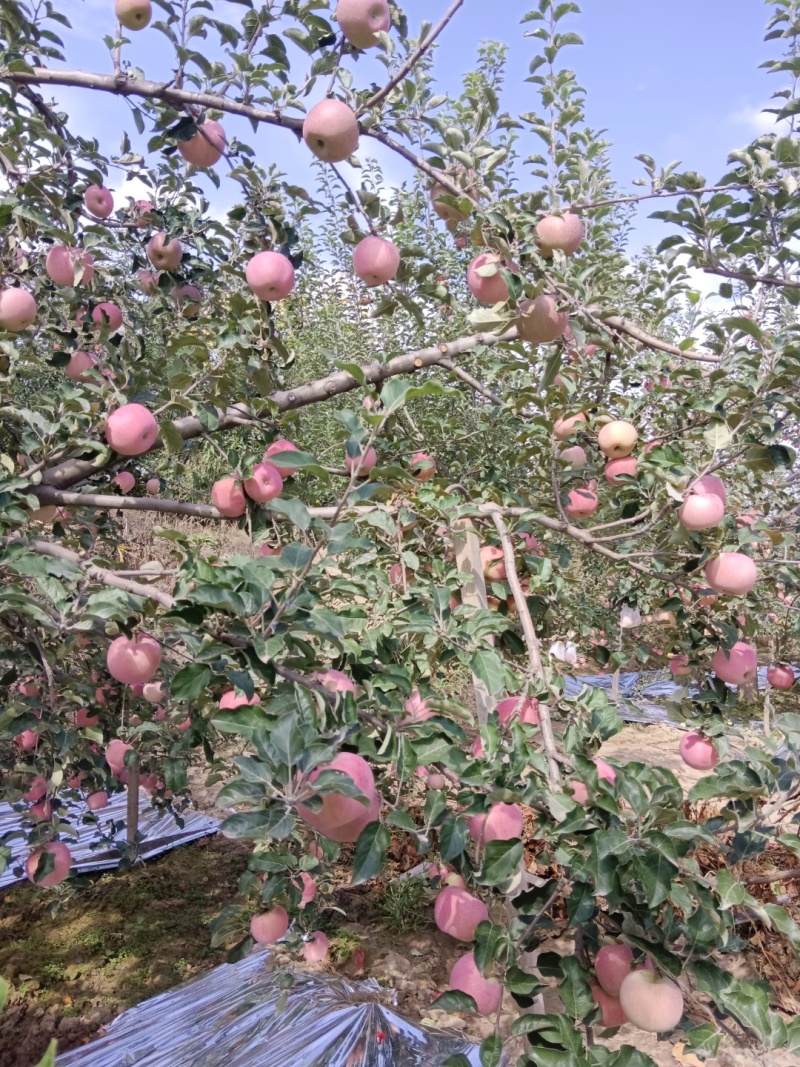 甘肃省白银市靖远县山地冰糖心红富士苹果