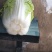 蔚县旱地大白菜