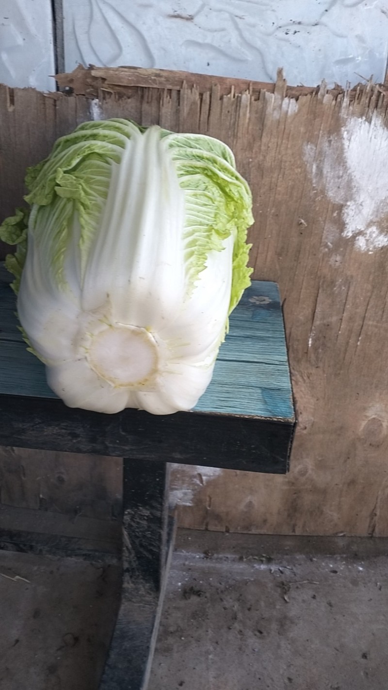 蔚县旱地大白菜