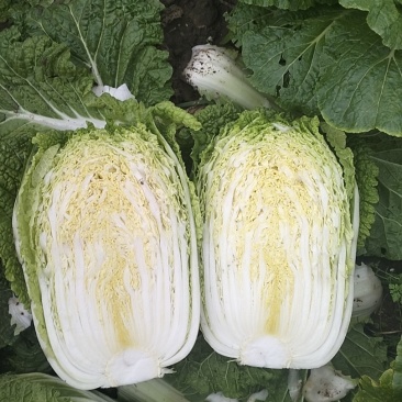 蔚县旱地大白菜