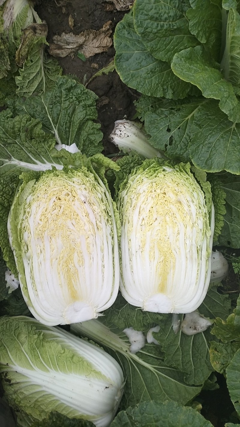 蔚县旱地大白菜