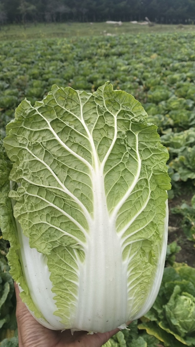 蔚县旱地大白菜
