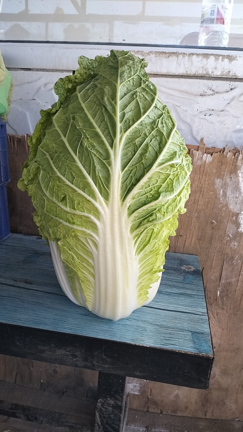 蔚县旱地大白菜