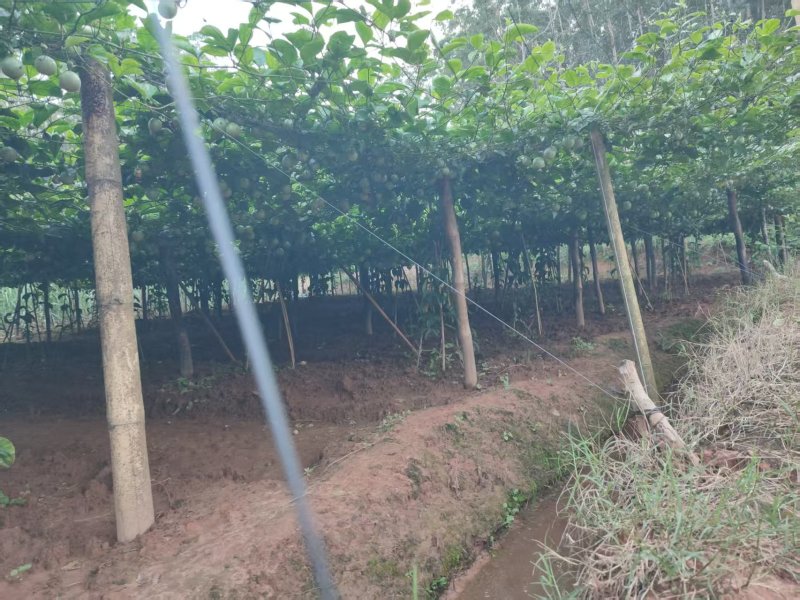 黄金百香果钦密9号