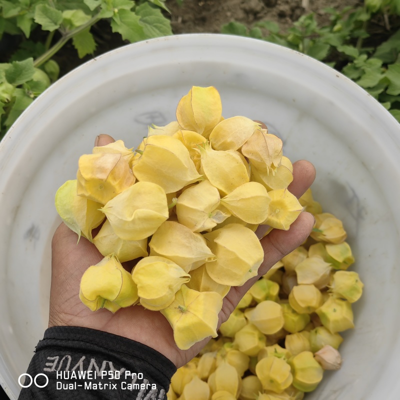 东北黄菇茑