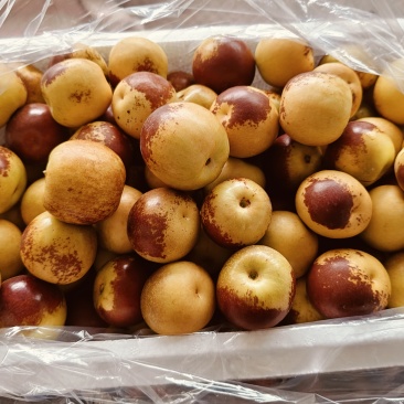 山西冬枣