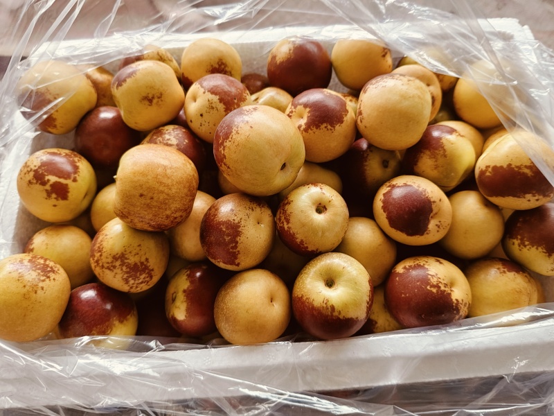 山西冬枣