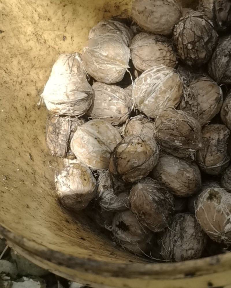 鲜核桃