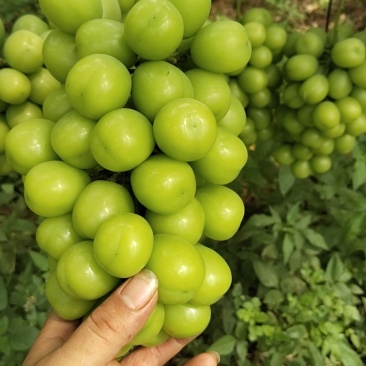 阳光玫瑰