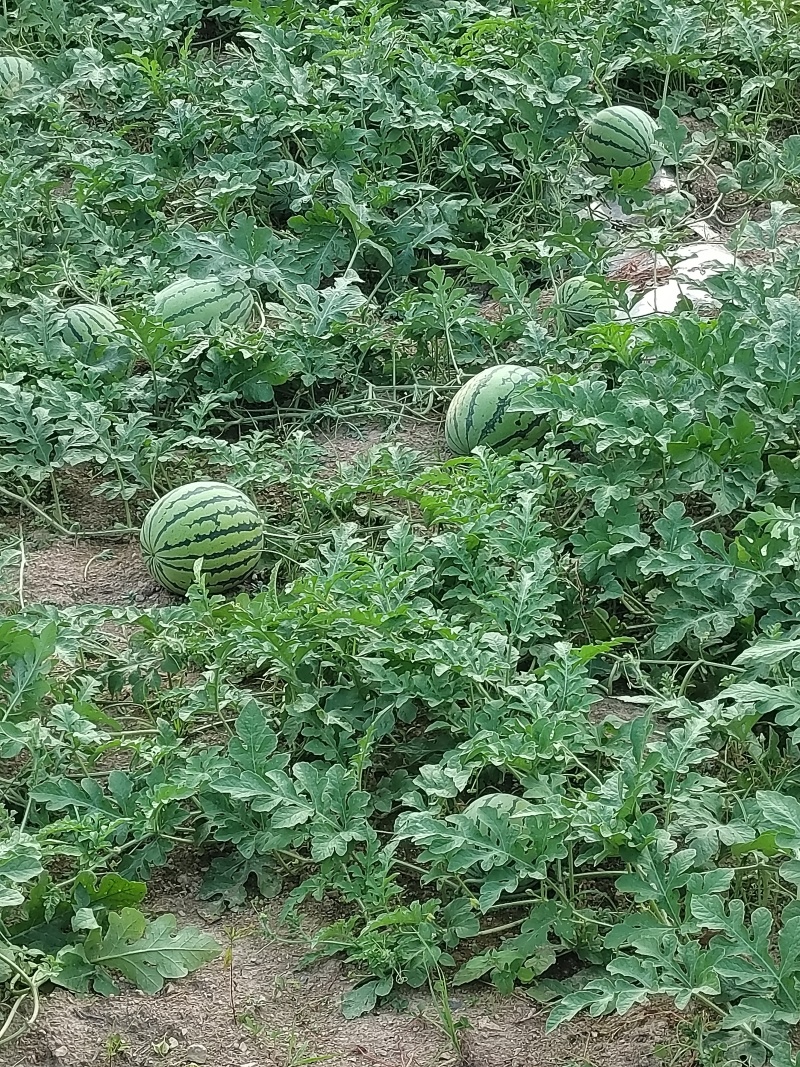 西瓜