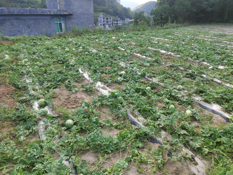 西瓜