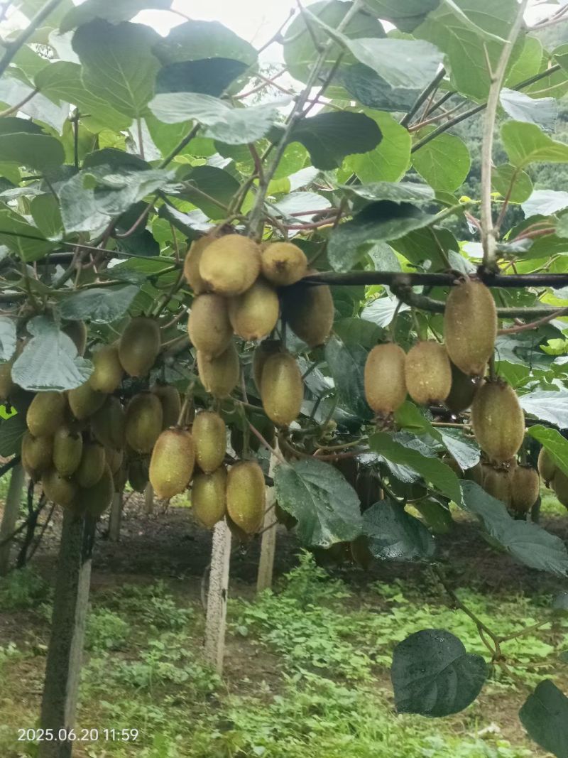绿心奇异果