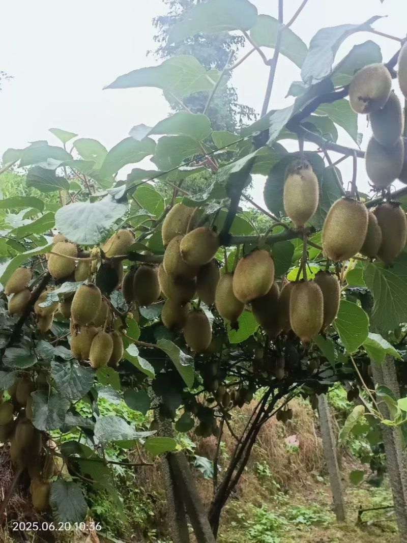 绿心奇异果