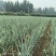 山东长白大葱