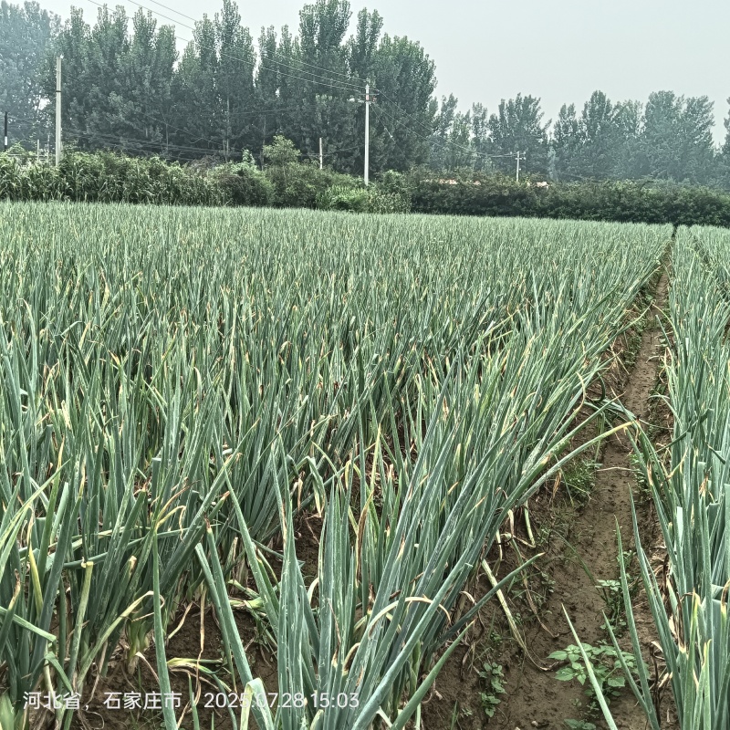 山东长白大葱