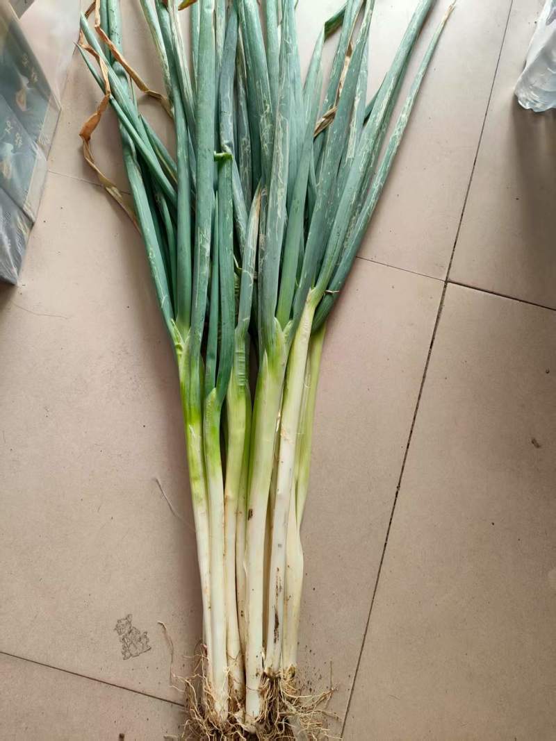 山东长白大葱