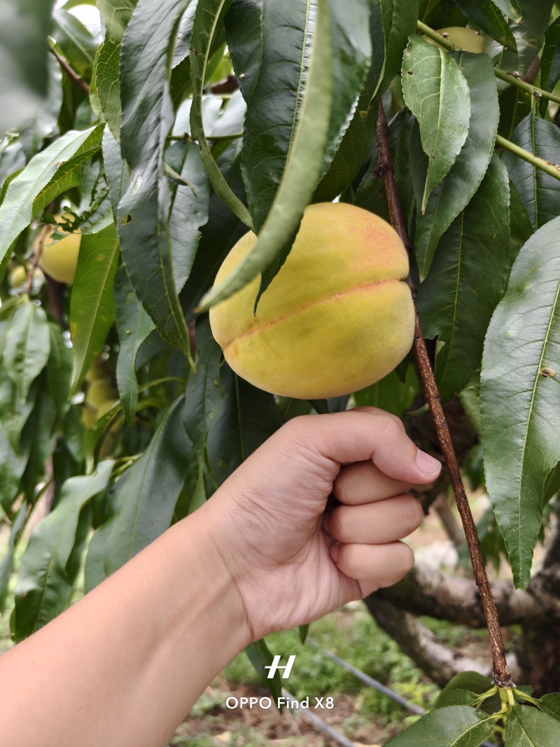 湖南怀化市辰溪县锦绣黄桃
