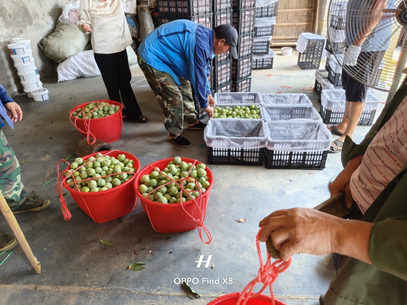 湖南怀化市辰溪县锦绣黄桃