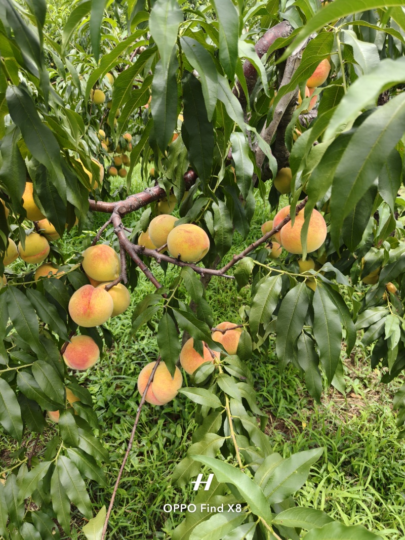 湖南怀化市辰溪县锦绣黄桃