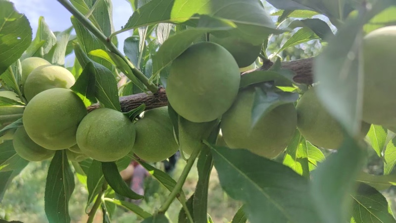 青脆李子